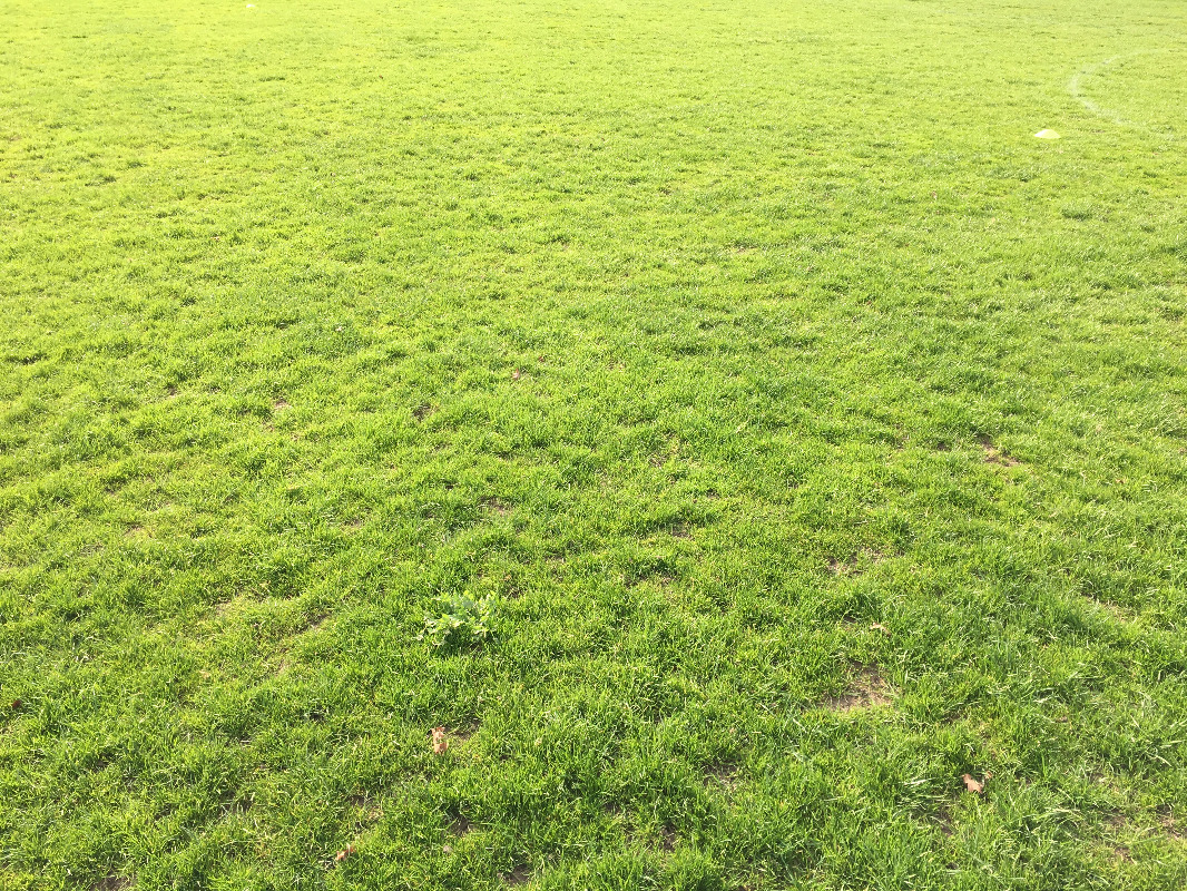 SGM Damen scheitern am Tabellennachbarn